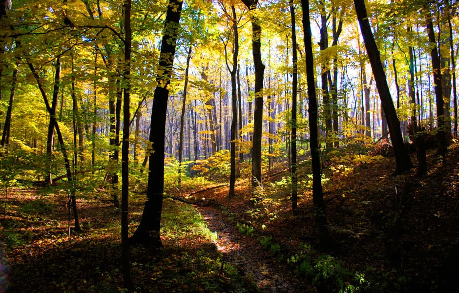 Forest