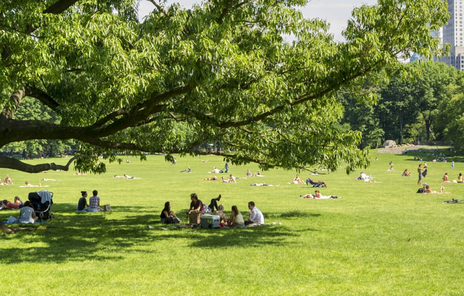 Picnic Lawns