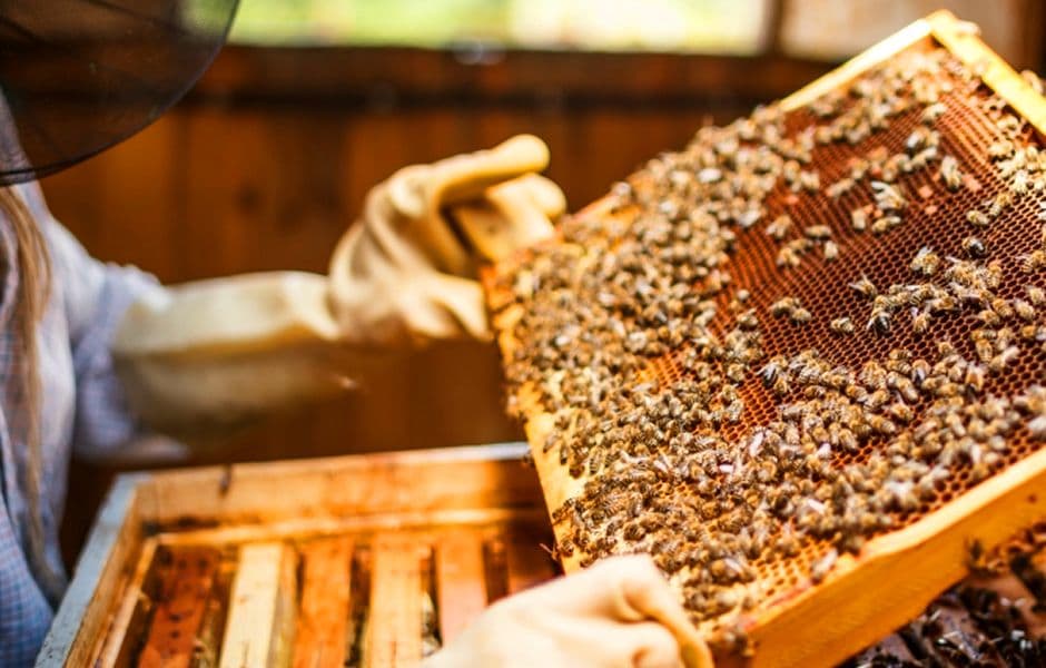 Bee Conservation